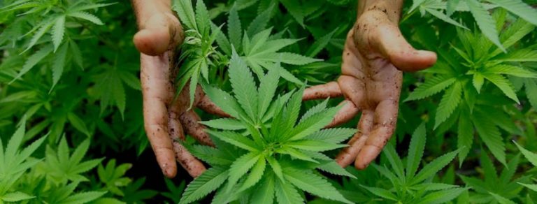 benefits of the CBD oil: